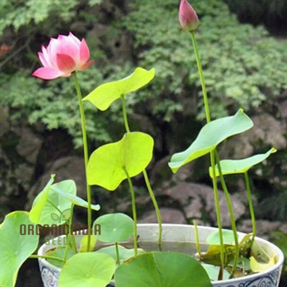 Pink Lotus Seeds: Nelumbo Nucifera