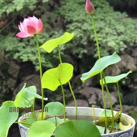 Pink Lotus Seeds: Nelumbo Nucifera