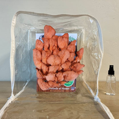 Pink Oyster Mushroom Growing Kit - 5 LBS Spray and Grow