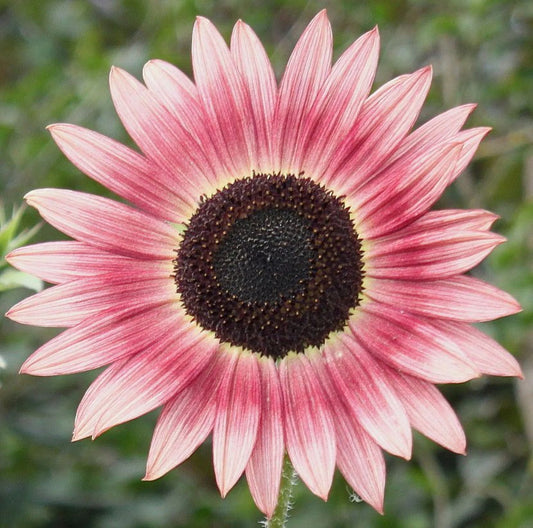 Pink Sunflower Seeds