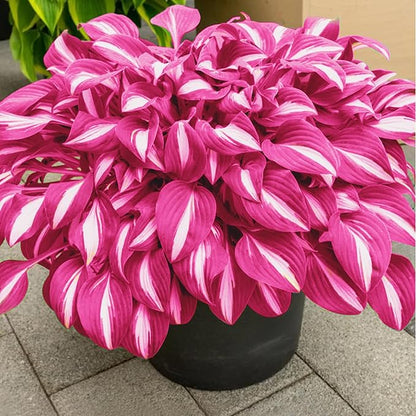 Pink White Variegated Hosta Seeds