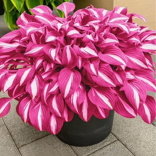 Pink White Variegated Hosta Seeds