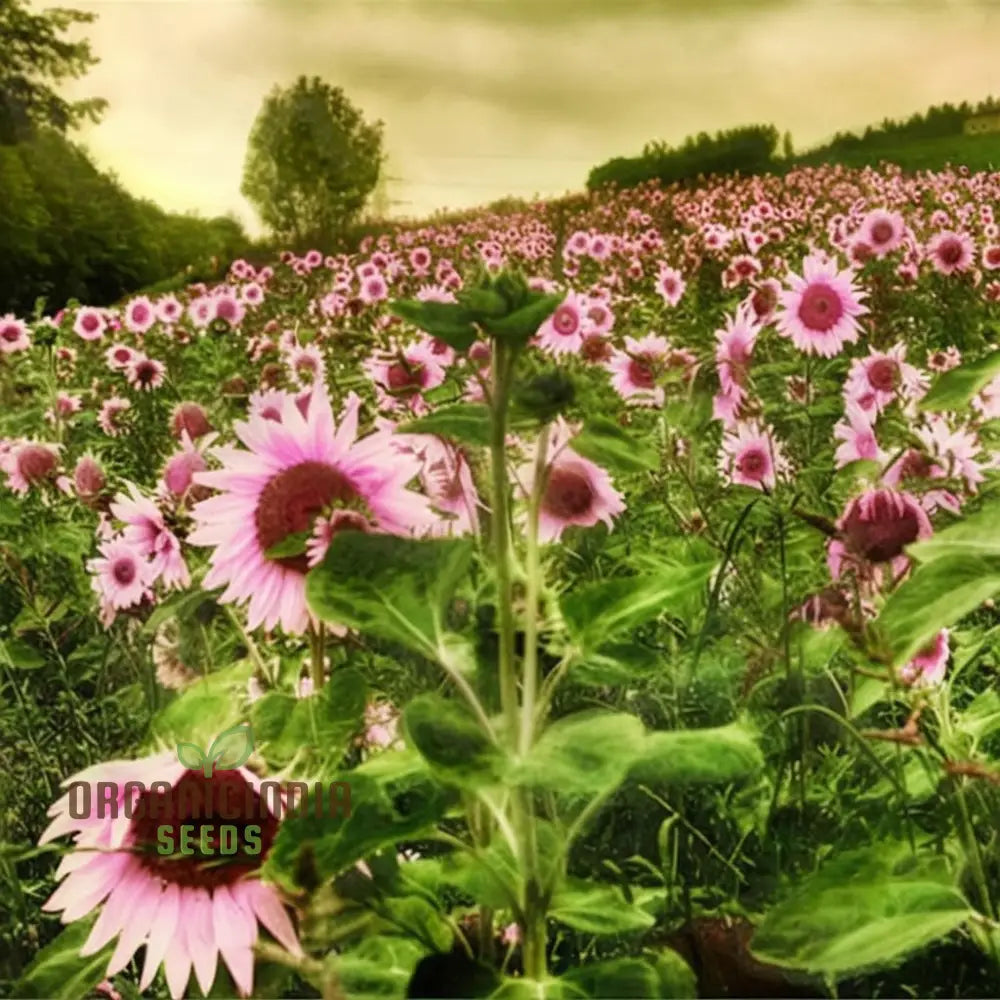 Pink Sunflower Seeds