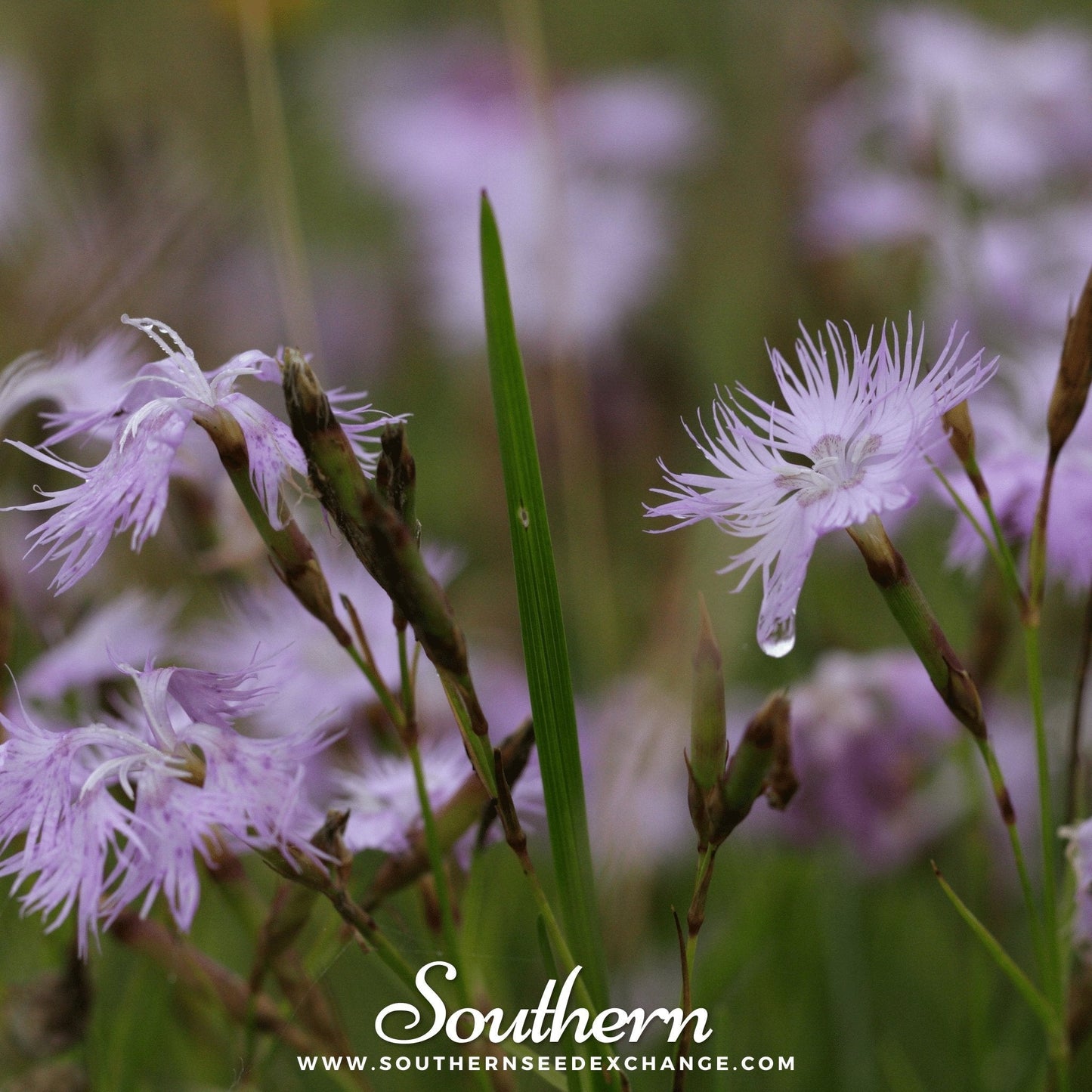 Fringed Pinks – 200 Seeds