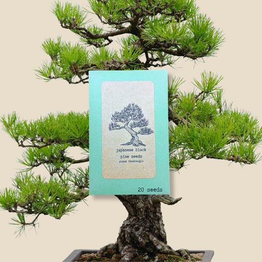 Pinus Thunbergii 'Japanese Black Pine' Seeds