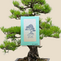 Pinus Thunbergii 'Japanese Black Pine' Seeds