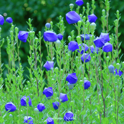 Pixie Patch Seed Collection – 10 Enchanted Varieties