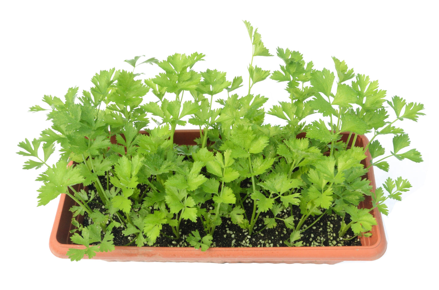 2000 Cutting Leaf Celery (Apium Graveolens) Seeds