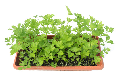 2000 Cutting Leaf Celery (Apium Graveolens) Seeds
