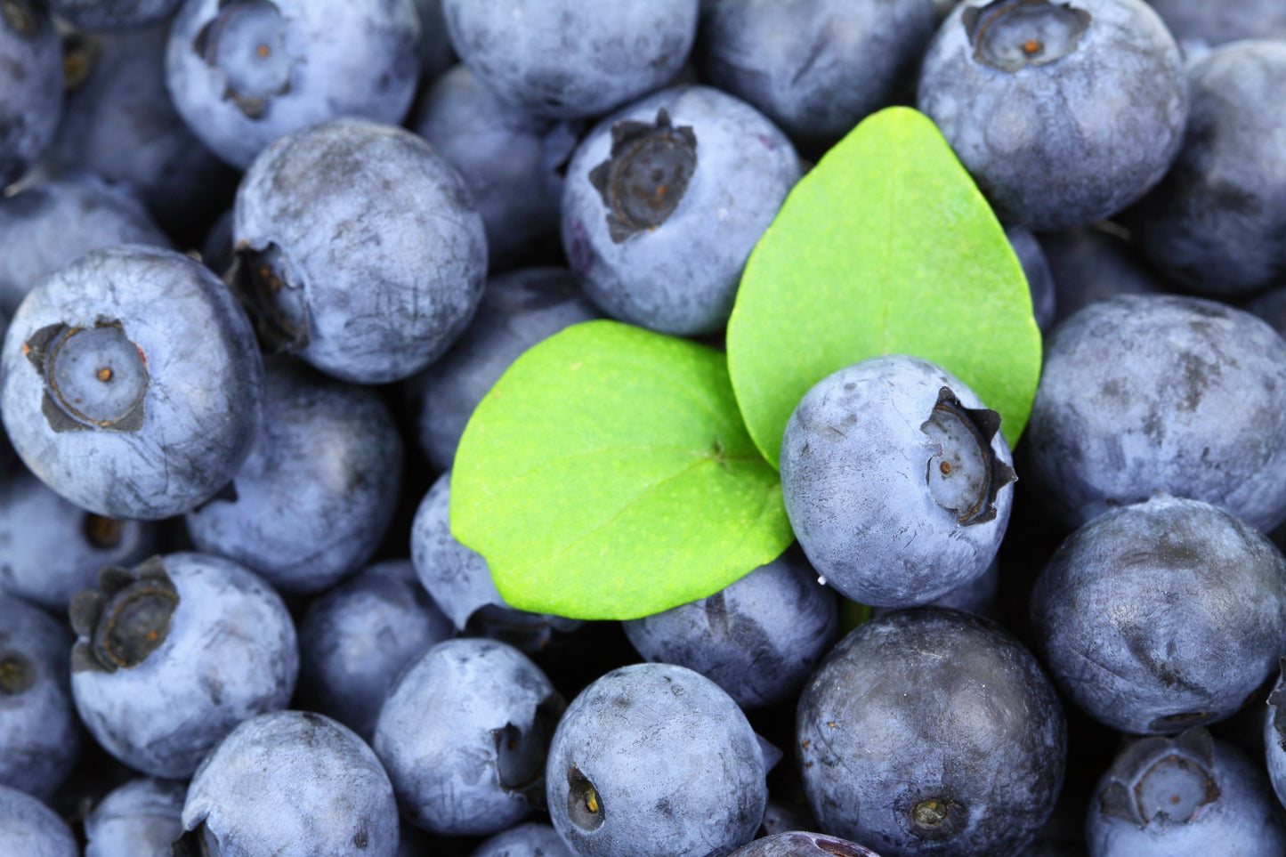 50 Southern Highbush Blueberry (Vaccinium Corymbosum) Seeds