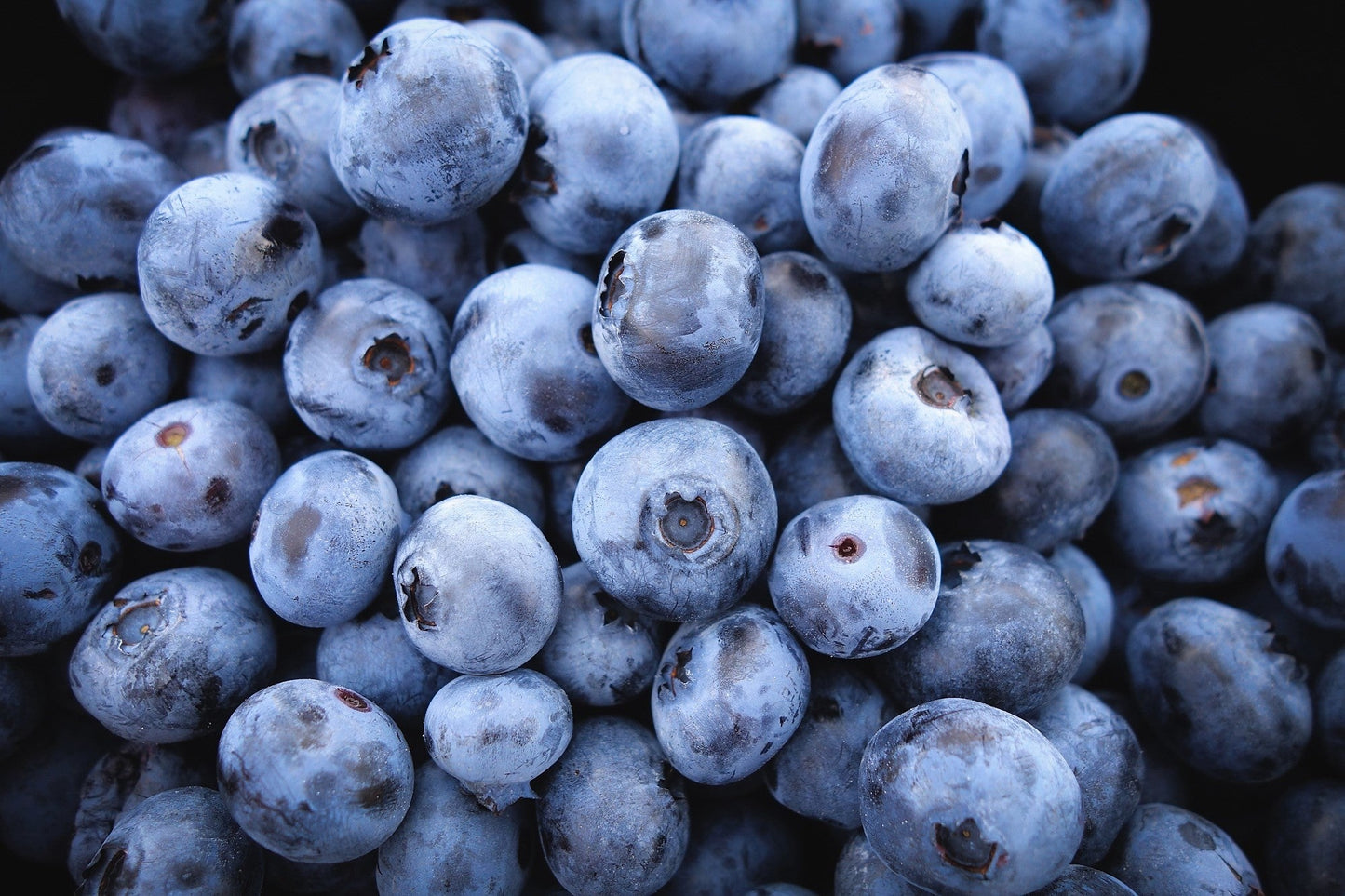 50 Southern Highbush Blueberry (Vaccinium Corymbosum) Seeds