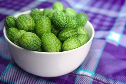 10 Cucamelon (Melothria Scabra) Seeds