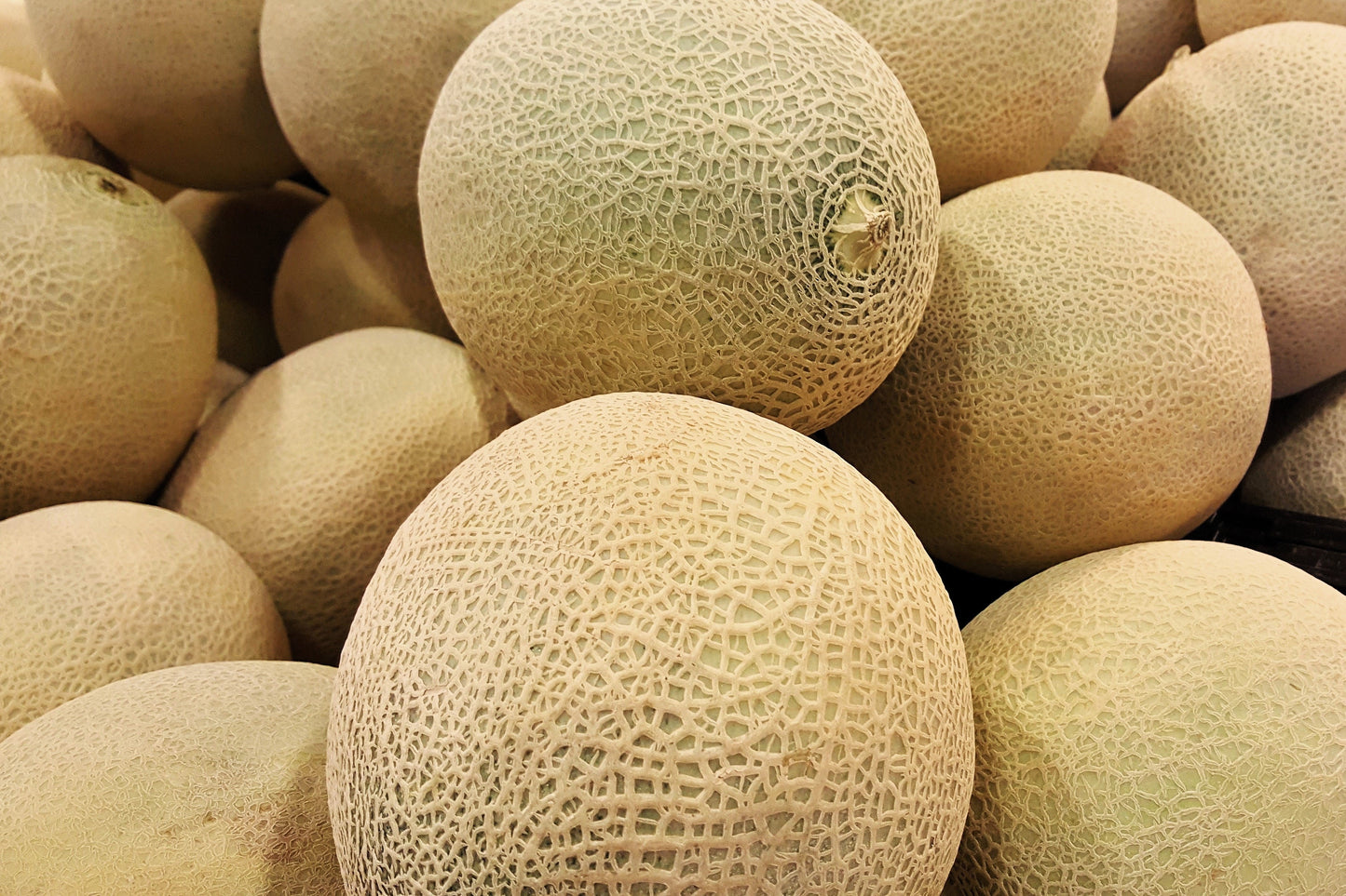 200 Iroquois Cantaloupe Melon (Cucumis Melo) Seeds