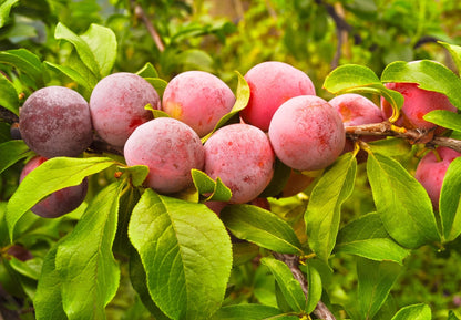 5 American Plum (Prunus Americana) Seeds