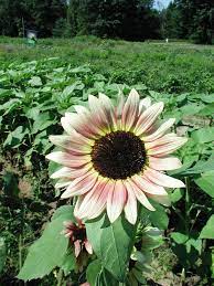 Sunflower Seeds (Strawberry Blonde Sunflower Seeds)