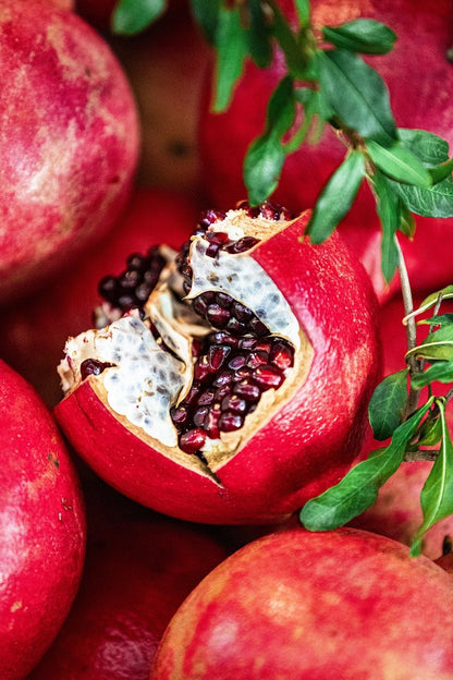 Salavatski Russian Pomegranate (Punica granatum) seedling