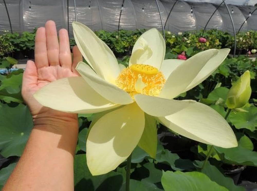 Giant Sunburst Lotus Seeds