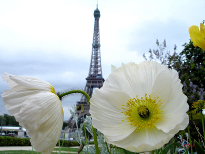 Persian White Poppy (Papaver somniferum) Seeds – 250 ct