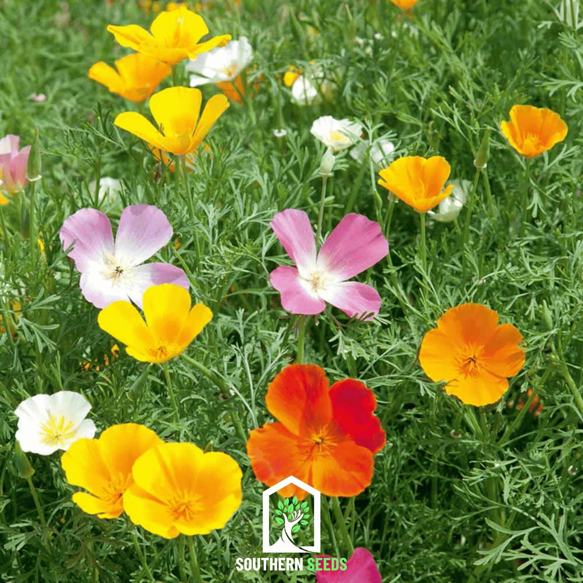 Poppy Mixture California Poppy Mix – 200 Seeds – Haven Herbs