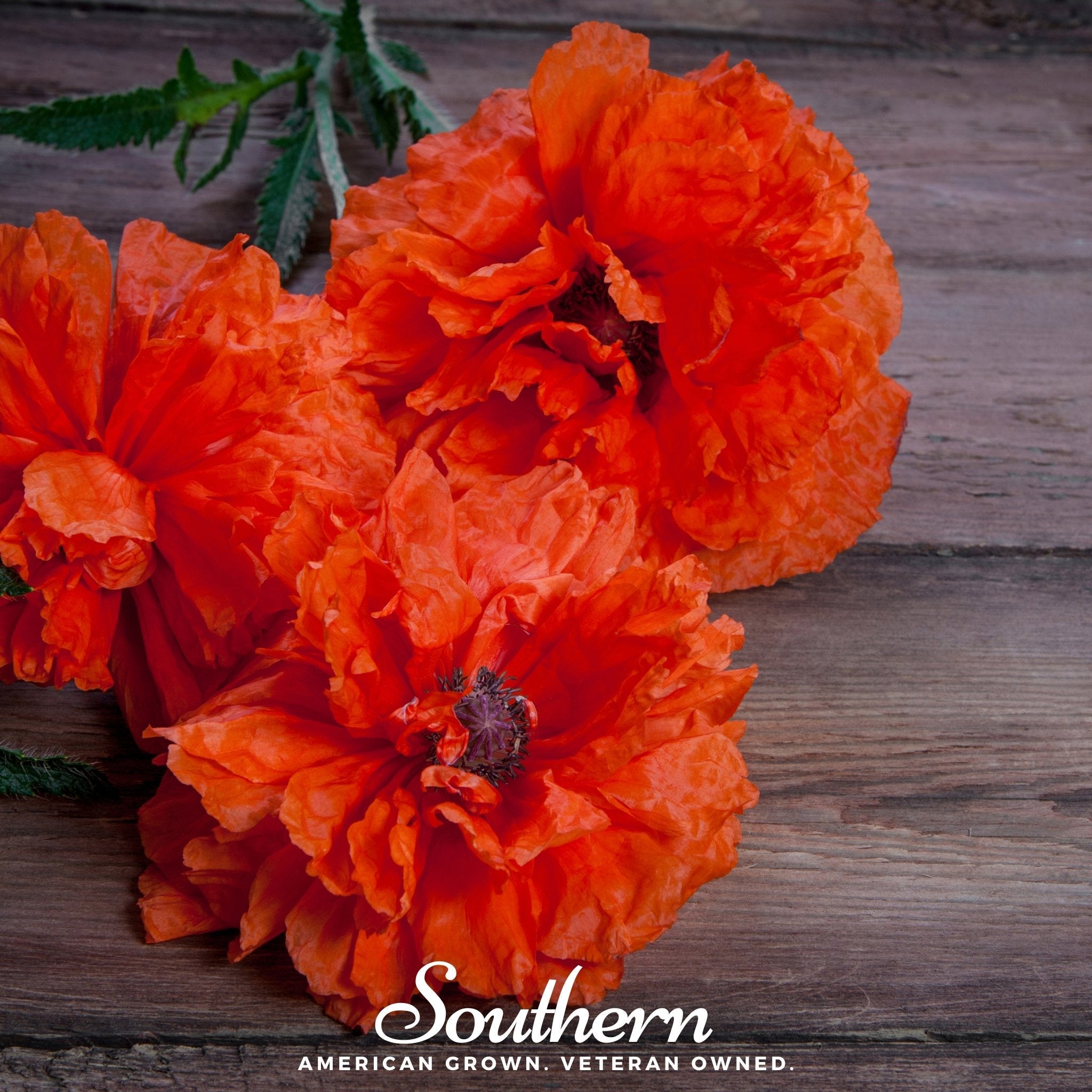 Red Poppy Types Red Poppy – 100 Seeds – Haven Herbs