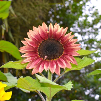 Ruby Passion Sunflower Seeds