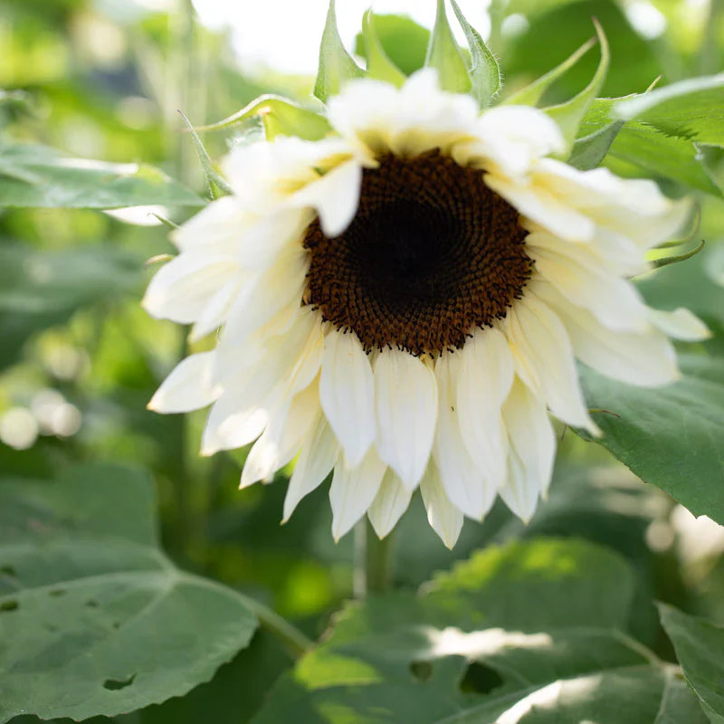 White Sunflower Seeds