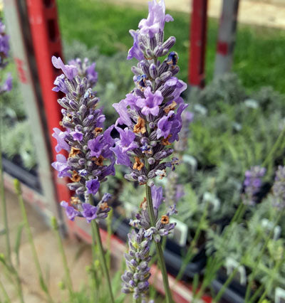 Provence Lavender (Lavandula × intermedia) Live Plant