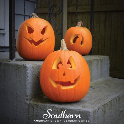 Jack O Lantern Pumpkin – 20 Seeds