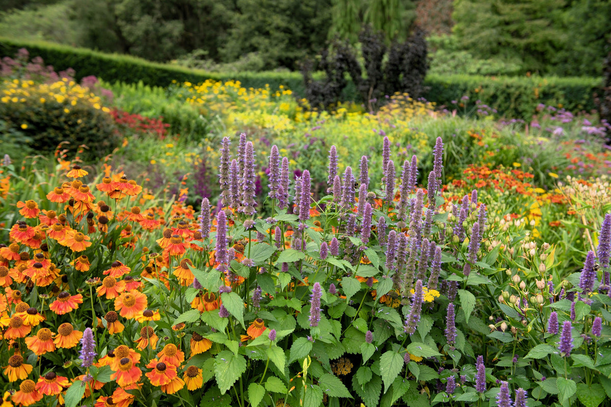 Anise Hyssop (Agastache foeniculum) Seeds – 500 ct