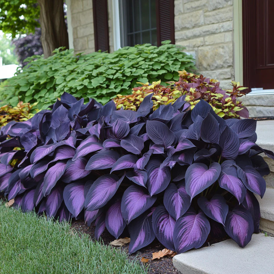 Purple Black Hosta Plant Seeds