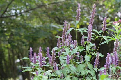 Purple Giant Hyssop (Agastache scrophulariifolia) seedling