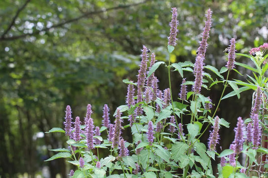 Purple Giant Hyssop (Agastache scrophulariifolia) seedling