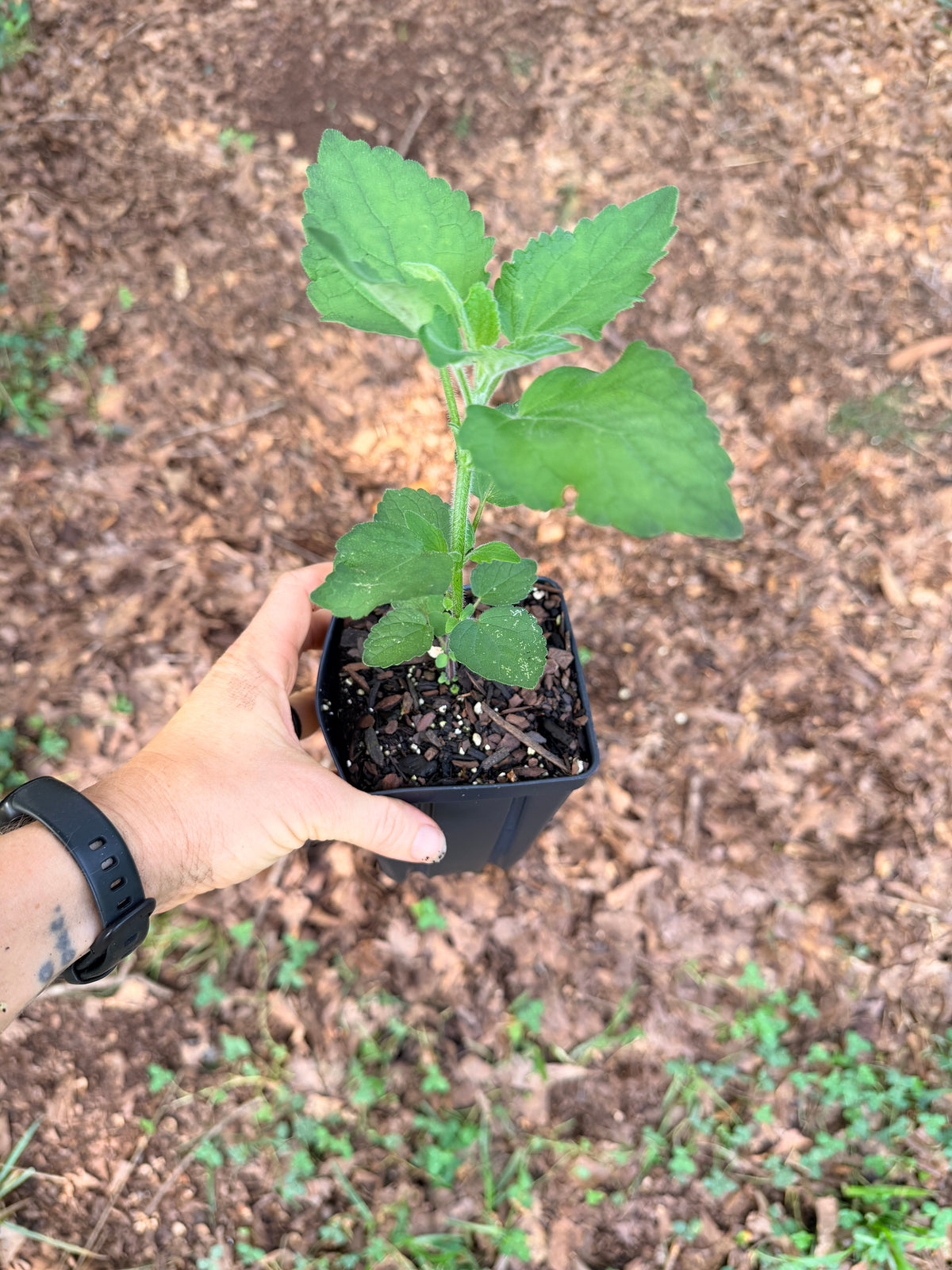 Purple Giant Hyssop (Agastache scrophulariifolia) seedling
