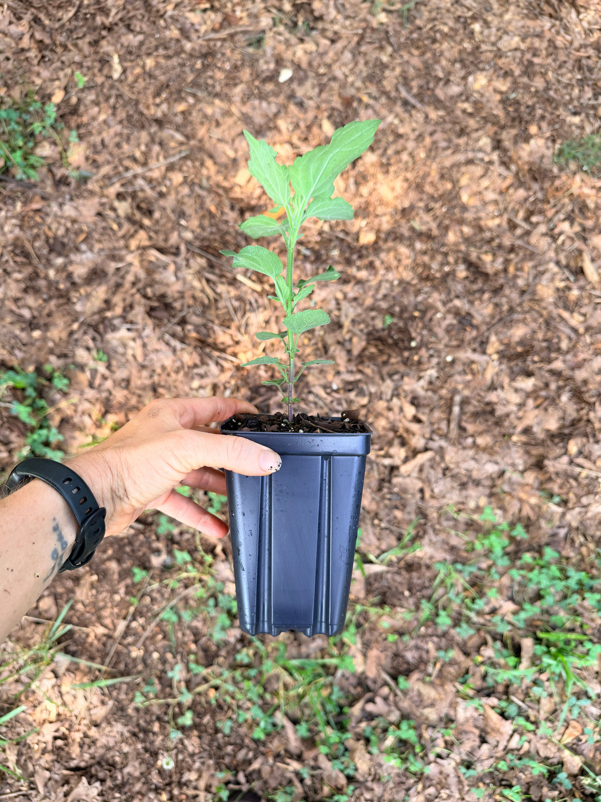 Purple Giant Hyssop (Agastache scrophulariifolia) seedling