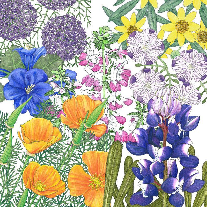 Peaceful Valley California Native Pollinator Blend (1 lb)