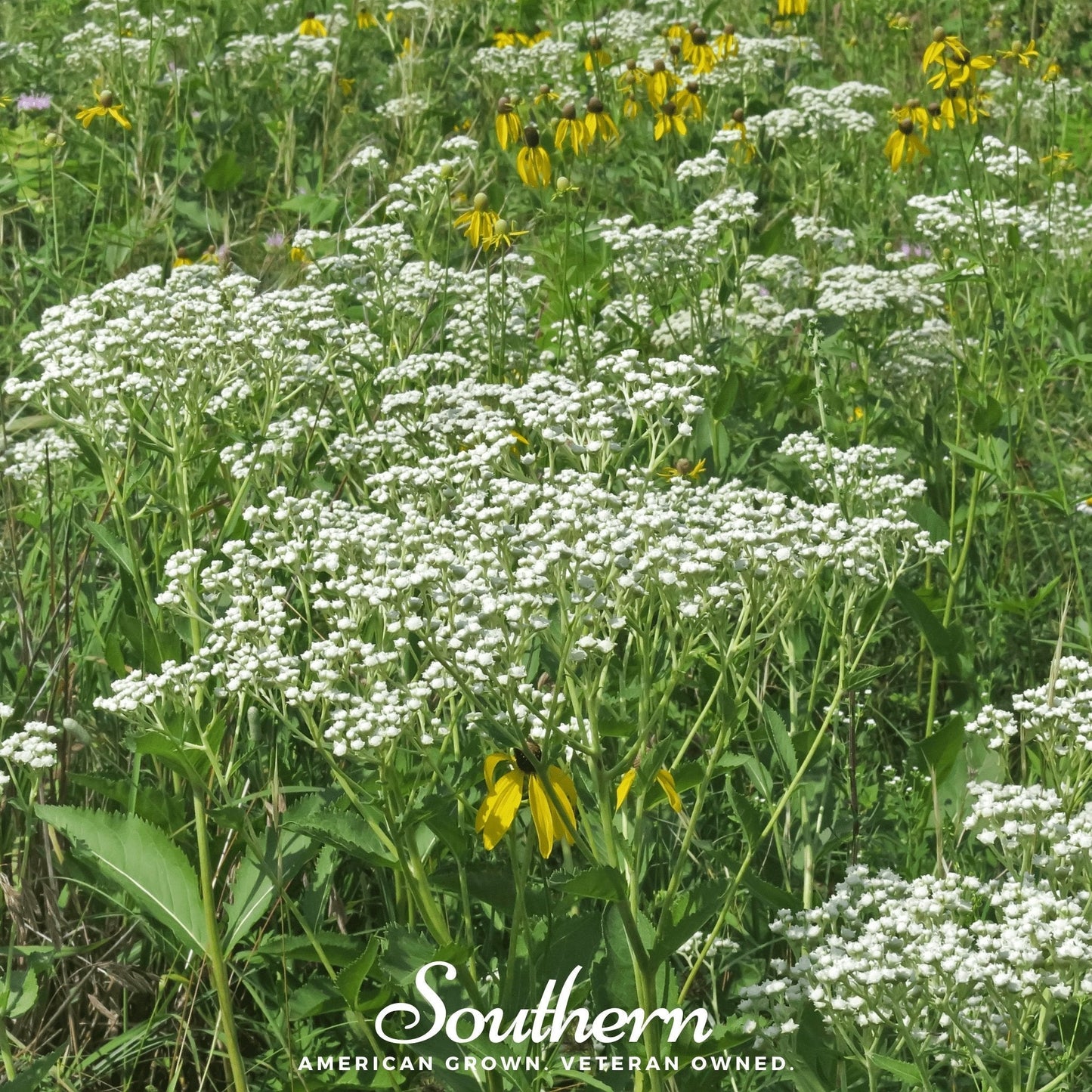 Wild Quinine – 50 Seeds