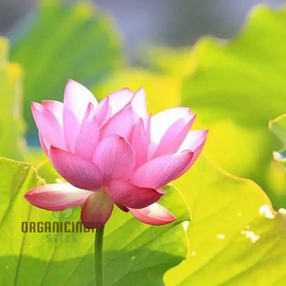 Rainbow Bowl Lotus Aquatic Flower Seeds