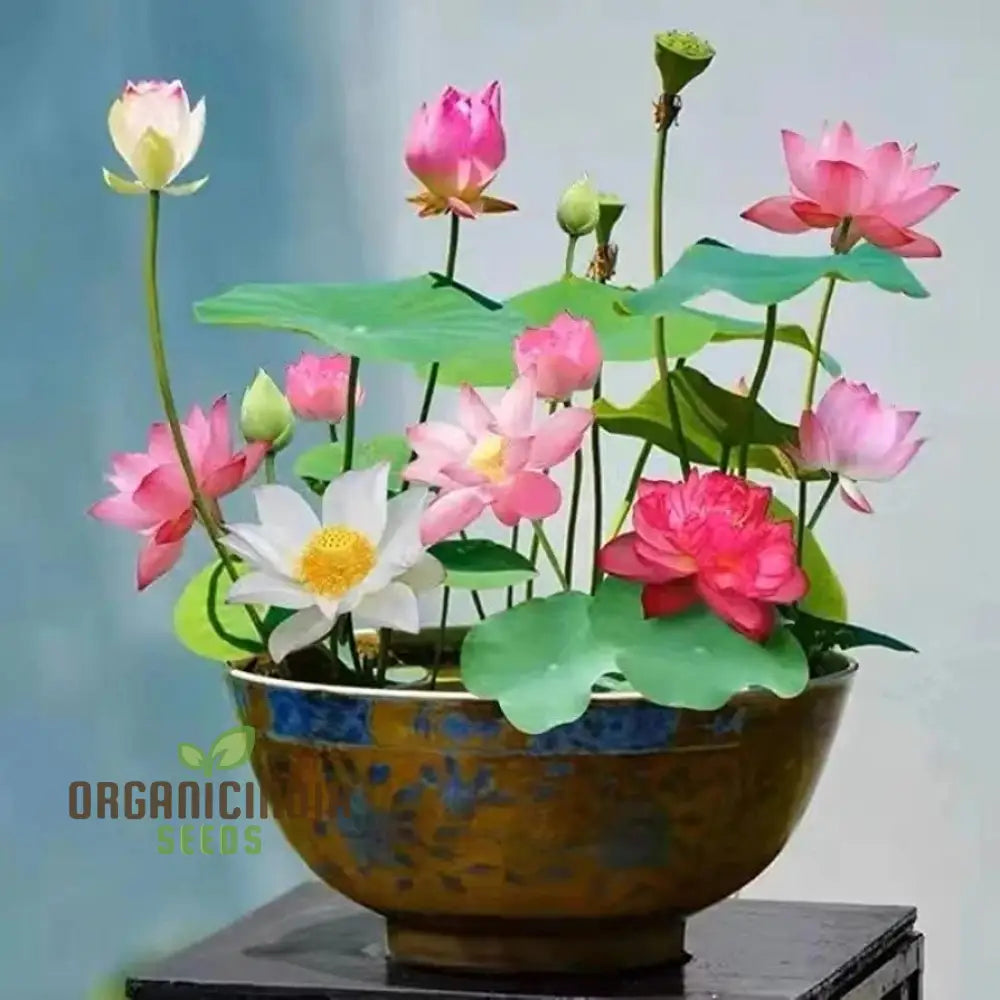 Rainbow Bowl Lotus Aquatic Flower Seeds