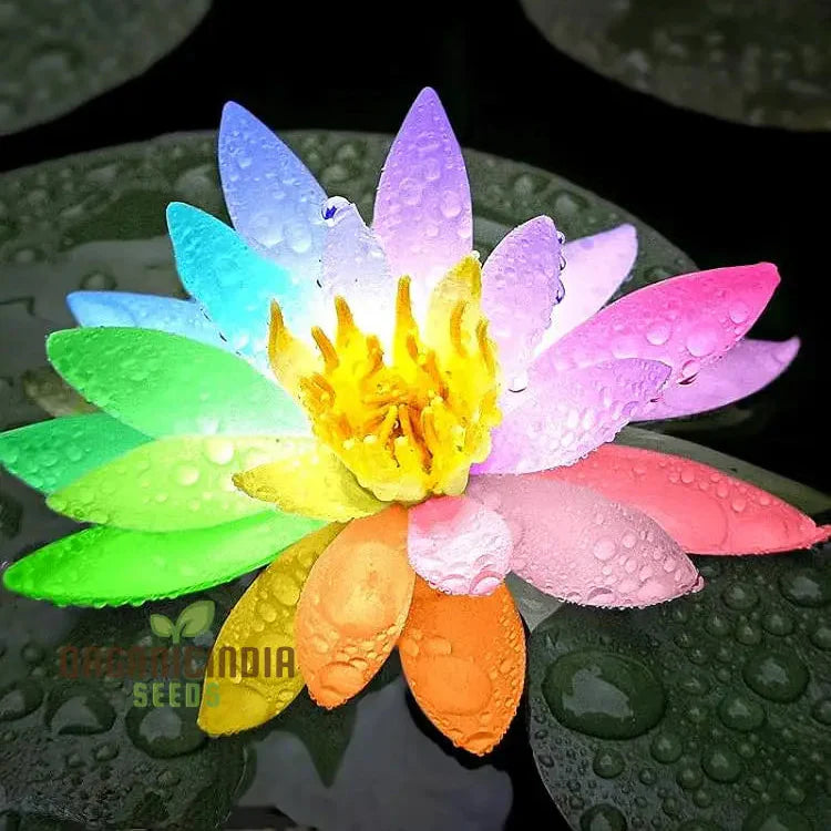Rainbow Bowl Lotus Aquatic Flower Seeds
