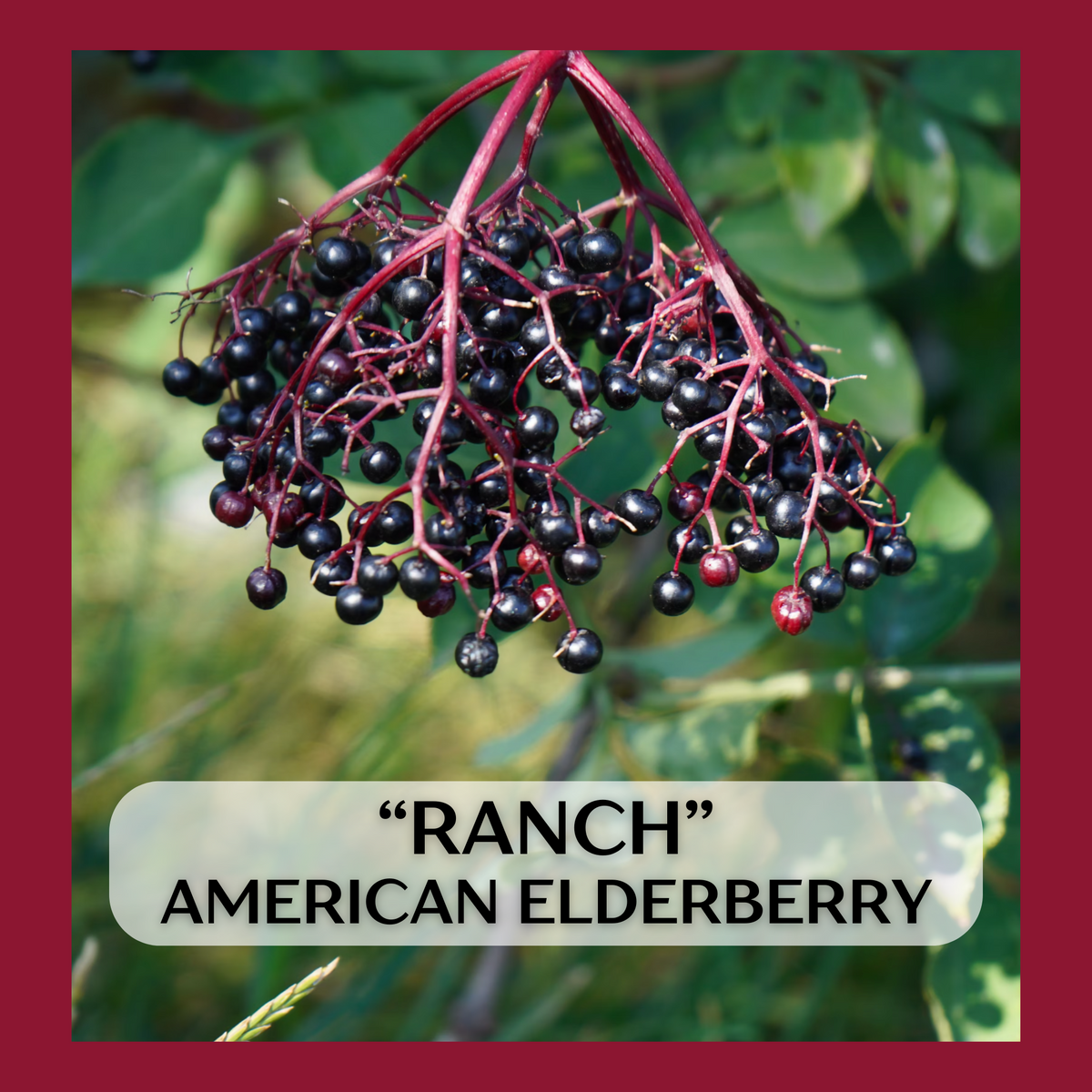 "Ranch" American Elderberry seedling
