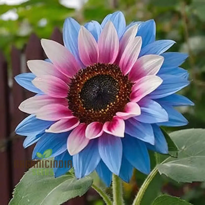 Rare Bright Blue Sunflower Seeds