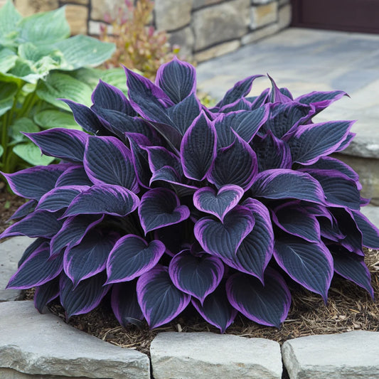 Purple Black Hosta Plant Seeds
