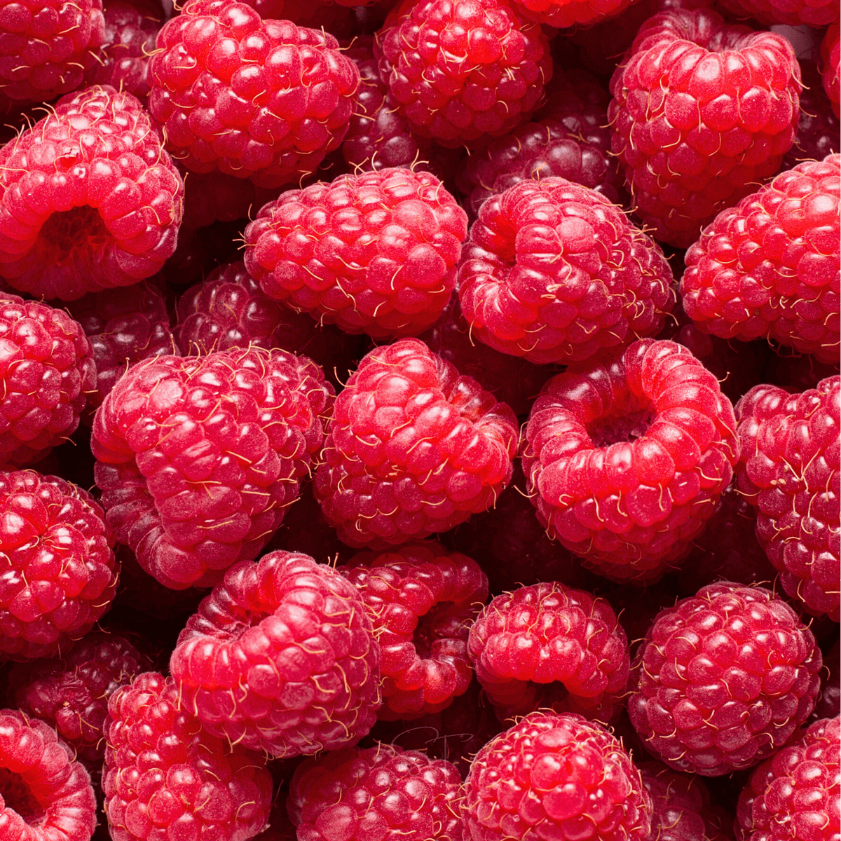 Naturalized European Raspberry Red European Raspberry – 30 Seeds – Haven Herbs