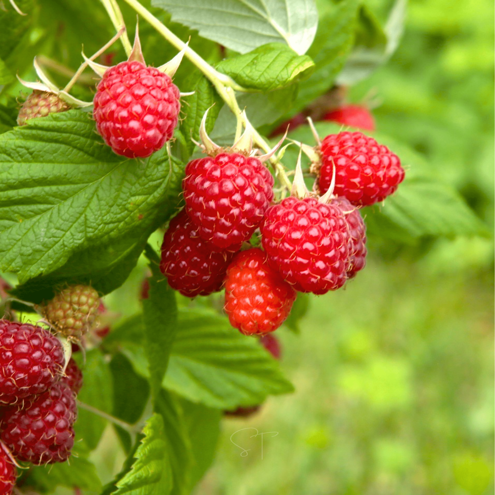 Raspberry Seed Packets Red European Raspberry – 30 Seeds – Haven Herbs