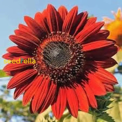 Red Mini Sunflower Seeds – Compact Garden Variety for Vibrant Blooms