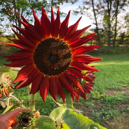 Red Velvet Queen Sunflower Seeds