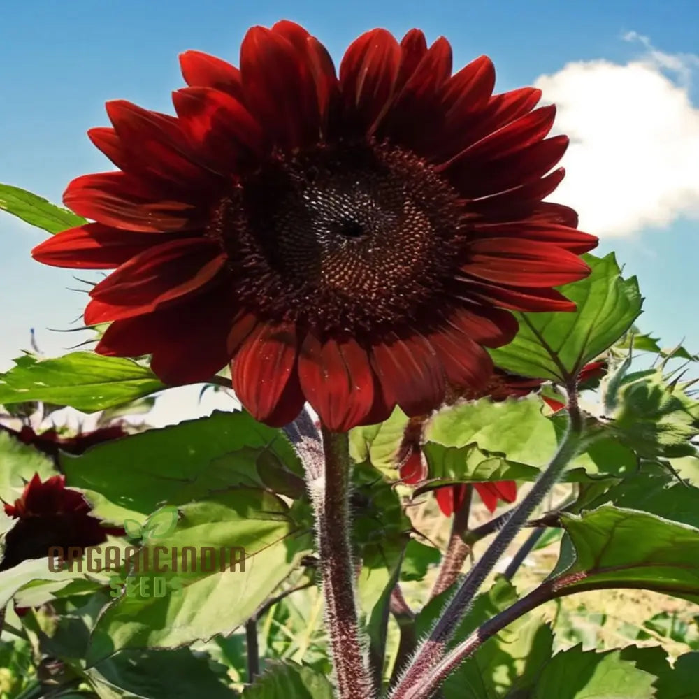 Red Velvet Queen Sunflower Seeds