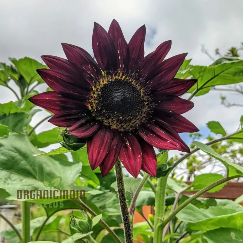 Red Velvet Queen Sunflower Seeds