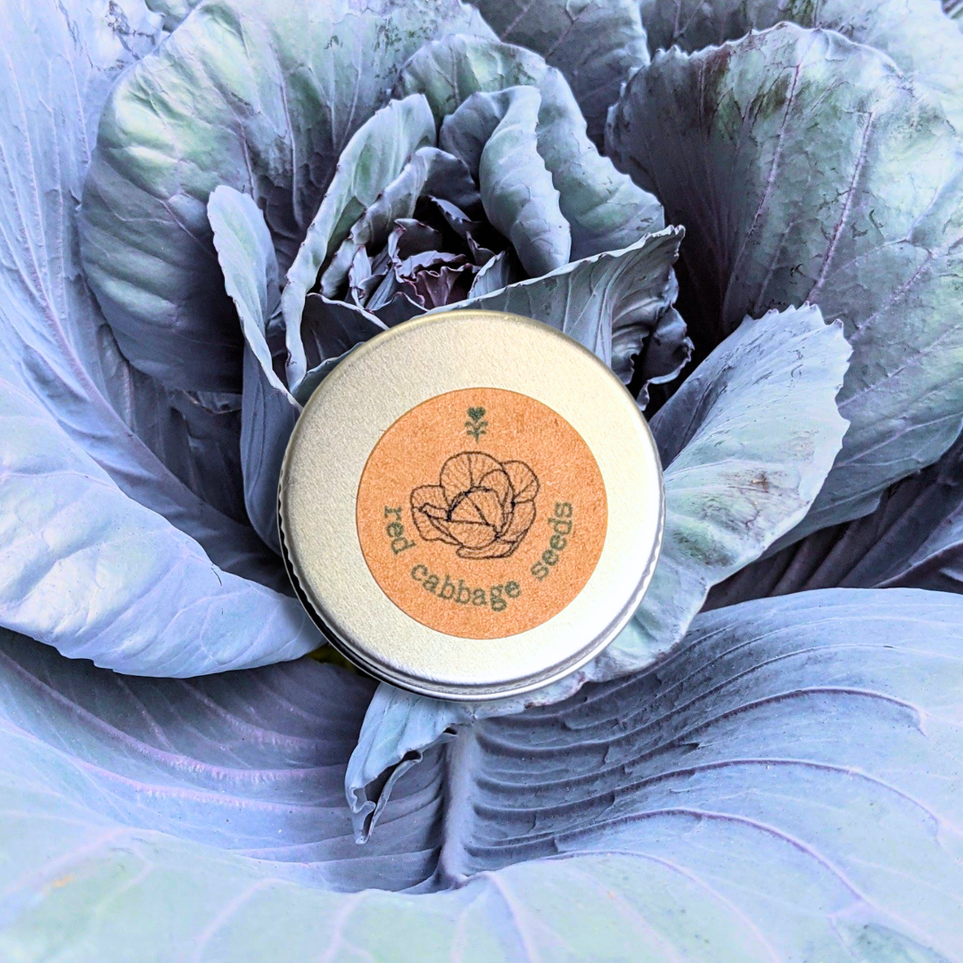 Organic Red Cabbage Seeds