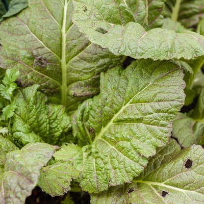 Mesclun Spicy Mix Greens Seeds (Organic)